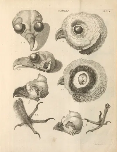 Stemmata avivm (Bird Genealogy) Pl.11 by Якоб Теодор Кляйн, 1759 — digital art print download