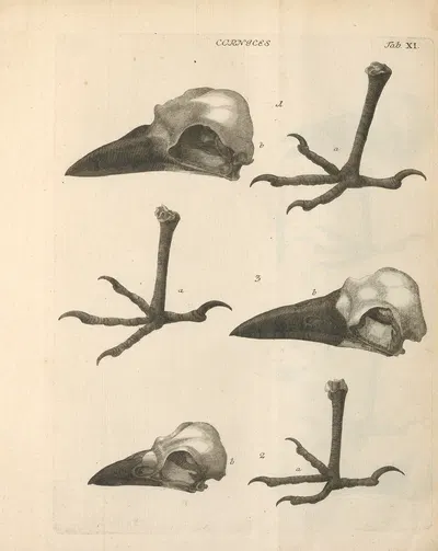 Stemmata avivm (Bird Genealogy) Pl.12 by Якоб Теодор Кляйн, 1759 — digital art print download