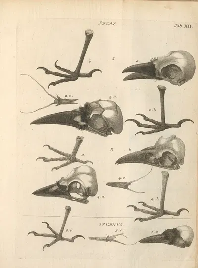 Stemmata avivm (Bird Genealogy) Pl.13 by Якоб Теодор Кляйн, 1759 — digital art print download