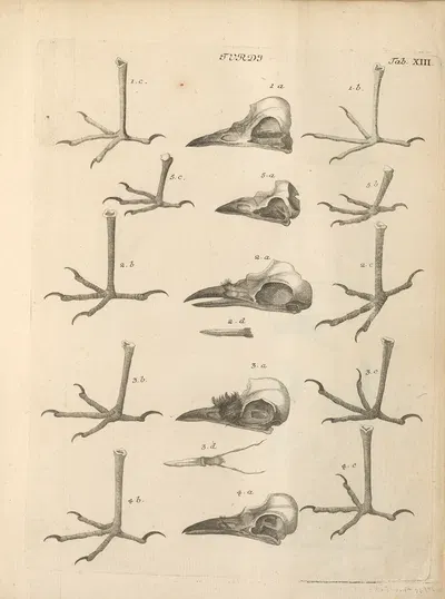 Stemmata avivm (Bird Genealogy) Pl.14 by Якоб Теодор Кляйн, 1759 — digital art print download