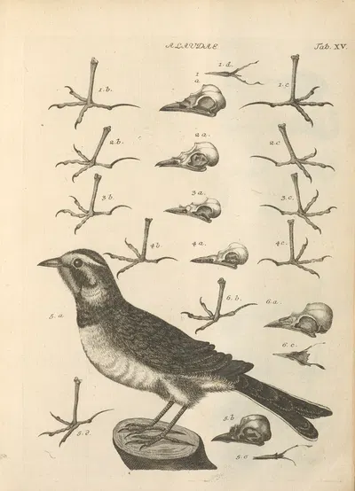 Stemmata avivm (Bird Genealogy) Pl.16 by Якоб Теодор Кляйн, 1759 — digital art print download