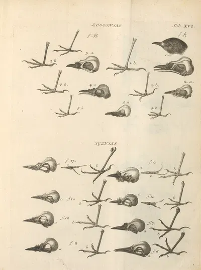 Stemmata avivm (Bird Genealogy) Pl.17 by Якоб Теодор Кляйн, 1759 — digital art print download
