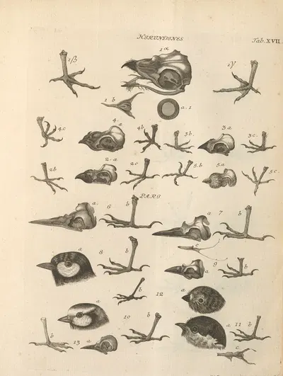 Stemmata avivm (Bird Genealogy) Pl.18 by Якоб Теодор Кляйн, 1759 — digital art print download