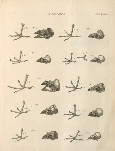 Stemmata avivm (Bird Genealogy) Pl.19 by Якоб Теодор Кляйн, 1759 — digital art print download