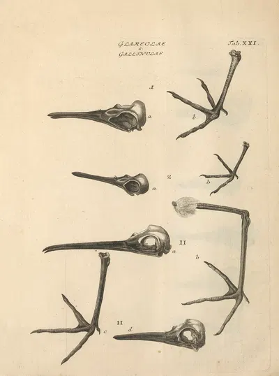 Stemmata avivm (Bird Genealogy) Pl.22 by Якоб Теодор Кляйн, 1759 — digital art print download