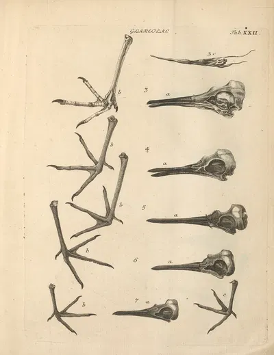 Stemmata avivm (Bird Genealogy) Pl.23 by Якоб Теодор Кляйн, 1759 — digital art print download