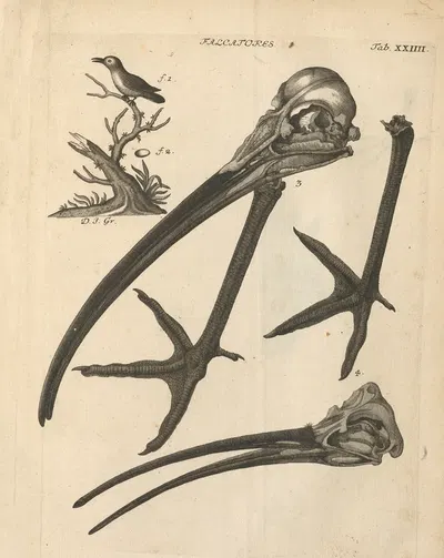 Stemmata avivm (Bird Genealogy) Pl.25 by Якоб Теодор Кляйн, 1759 — digital art print download