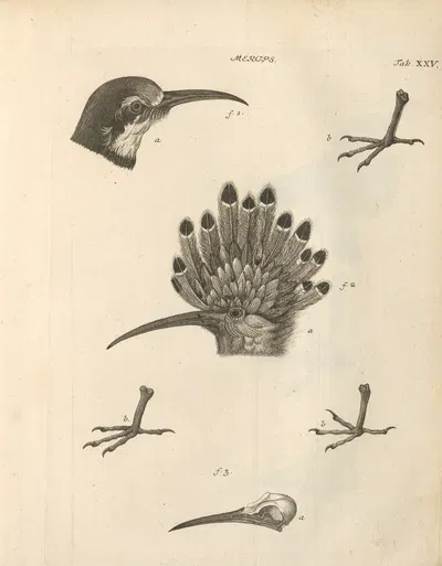 Stemmata avivm (Bird Genealogy) Pl.26 by Якоб Теодор Кляйн, 1759 — digital art print download