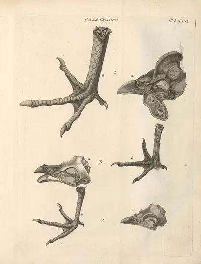 Stemmata avivm (Bird Genealogy) Pl.27 by Якоб Теодор Кляйн, 1759 — digital art print download