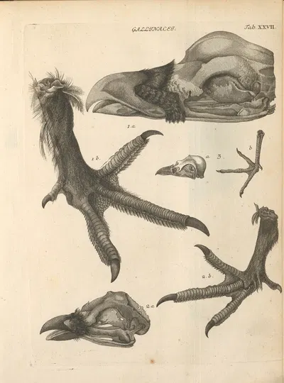 Stemmata avivm (Bird Genealogy) Pl.28 by Якоб Теодор Кляйн, 1759 — digital art print download