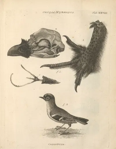 Stemmata avivm (Bird Genealogy) Pl.29 by Якоб Теодор Кляйн, 1759 — digital art print download