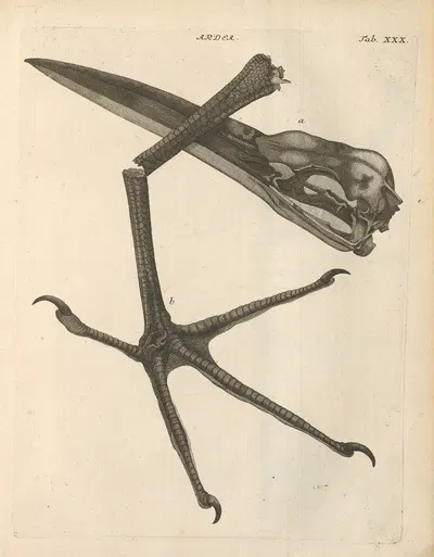 Stemmata avivm (Bird Genealogy) Pl.31 by Якоб Теодор Кляйн, 1759 — digital art print download