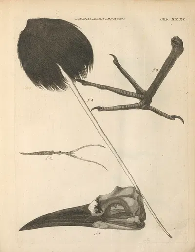 Stemmata avivm (Bird Genealogy) Pl.32 by Якоб Теодор Кляйн, 1759 — digital art print download