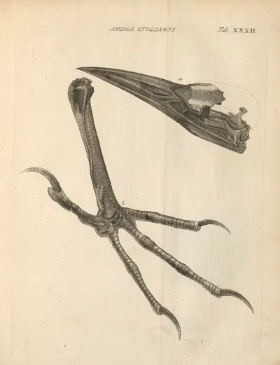 Stemmata avivm (Bird Genealogy) Pl.33 by Якоб Теодор Кляйн, 1759 — digital art print download