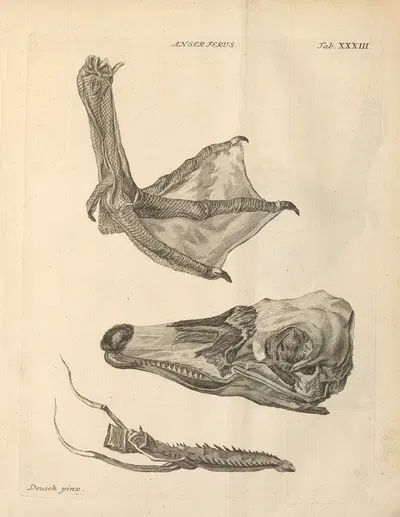 Stemmata avivm (Bird Genealogy) Pl.34 by Якоб Теодор Кляйн, 1759 — digital art print download