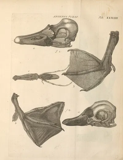 Stemmata avivm (Bird Genealogy) Pl.35 by Якоб Теодор Кляйн, 1759 — digital art print download