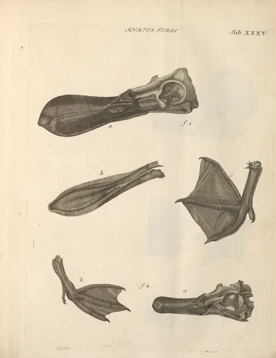Stemmata avivm (Bird Genealogy) Pl.36 by Якоб Теодор Кляйн, 1759 — digital art print download