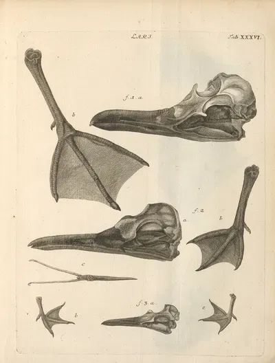 Stemmata avivm (Bird Genealogy) Pl.37 by Якоб Теодор Кляйн, 1759 — digital art print download