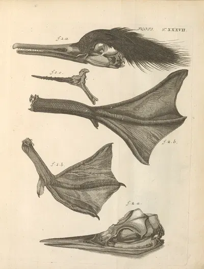 Stemmata avivm (Bird Genealogy) Pl.38 by Якоб Теодор Кляйн, 1759 — digital art print download