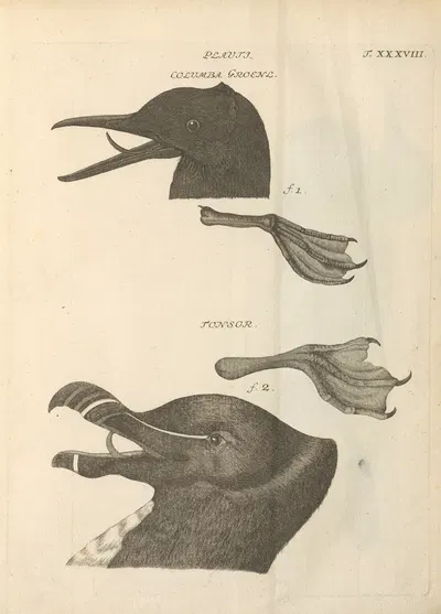 Stemmata avivm (Bird Genealogy) Pl.39 by Якоб Теодор Кляйн, 1759 — digital art print download