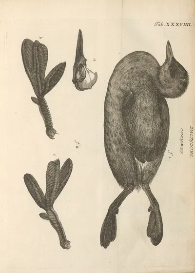 Stemmata avivm (Bird Genealogy) Pl.40 by Якоб Теодор Кляйн, 1759 — digital art print download