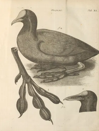 Stemmata avivm (Bird Genealogy) Pl.41 by Якоб Теодор Кляйн, 1759 — digital art print download