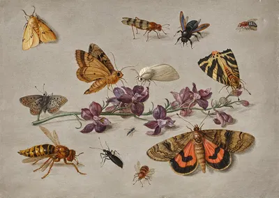 Sprig of Larkspur with Butterflies, Moths, and a Wasp by Ян Ван Кессель Старший — digital art print download