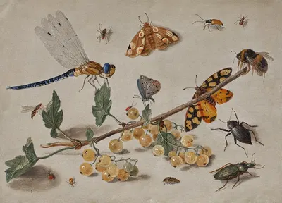 Sprig of Gooseberries with a Dragonfly, Butterflies, Beetles, and a Bee by Ян Ван Кессель Старший — digital art print…