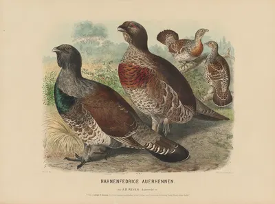 Hahnenfedrige Auerhennen by Adolf Bernhard Meyer, 1887 — digital art print download