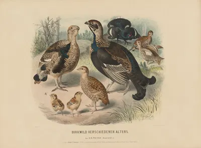 Birkwild verschiedenen Alters by Adolf Bernhard Meyer, 1887 — digital art print download
