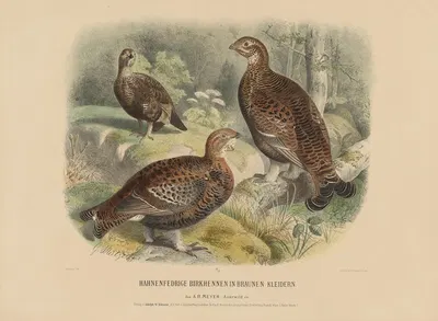 Hahnenfedrige Birkhennen in braunen Kleidern by Adolf Bernhard Meyer, 1887 — digital art print download