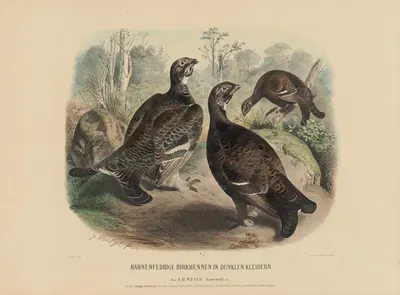 Hahnenfedrige Birkhennen in dunklen Kleidern by Adolf Bernhard Meyer, 1887 — digital art print download