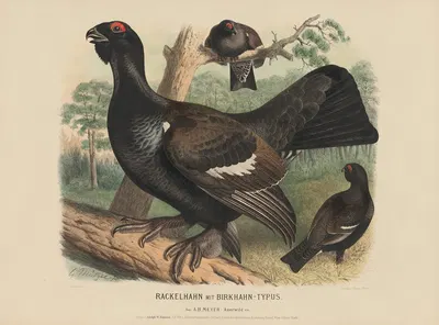 Rackeihahn mit Birkhahn-typus by Adolf Bernhard Meyer, 1887 — digital art print download