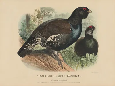 Verschiedene seltene Rackeihähne I by Adolf Bernhard Meyer, 1887 — digital art print download