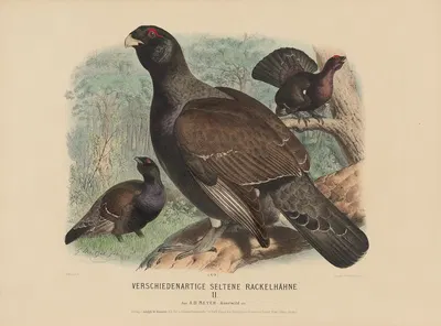 Verschiedene seltene Rackeihähne II by Adolf Bernhard Meyer, 1887 — digital art print download