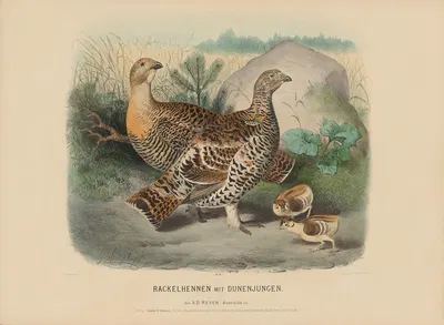 Rackeihennen mit Dunenjungen by Adolf Bernhard Meyer, 1887 — digital art print download