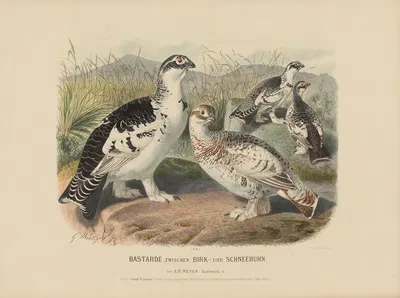 Bastarde zwischen Birk- und Schneehuhn by Adolf Bernhard Meyer, 1887 — digital art print download