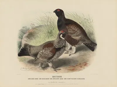 Bastarde zwischen Birk- und Haselhuhn und zwischen Birk und schottischem Schneehuhn by Adolf Bernhard Meyer, 1887 — digital…