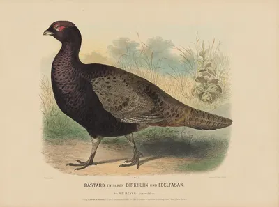 Bastard zwischen Birkhuhn und Edelfasan by Adolf Bernhard Meyer, 1887 — digital art print download