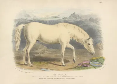 The Arabian by David Low, 1842 — digital art print download
