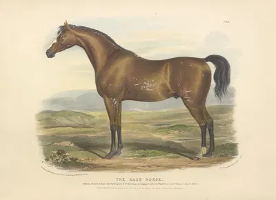 The Race Horse by David Low, 1842 — digital art print download
