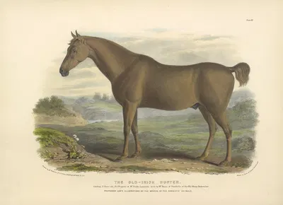 The Old-Irish Hunter by David Low, 1842 — digital art print download