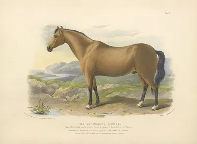 The Connamara Horse by David Low, 1842 — digital art print download
