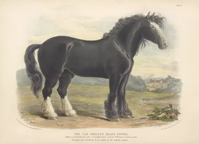 The Old English Black Horse by David Low, 1842 — digital art print download