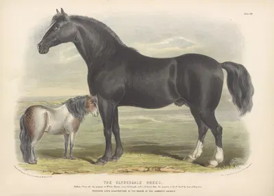 The Clydesdale Breed by David Low, 1842 — digital art print download