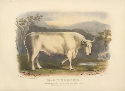 The Wild or White Forest Breed by David Low, 1842 — digital art print download