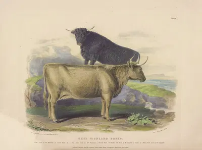 The West Highland Breed by David Low, 1842 — digital art print download