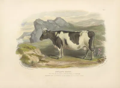 The Zetland Breed by David Low, 1842 — digital art print download
