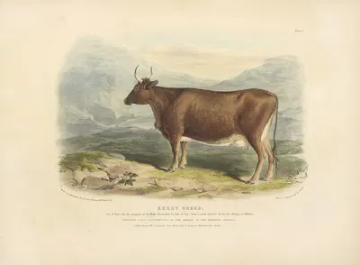 The Kerry Breed by David Low, 1842 — digital art print download