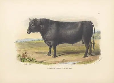 The Polled Angus Breed by David Low, 1842 — digital art print download